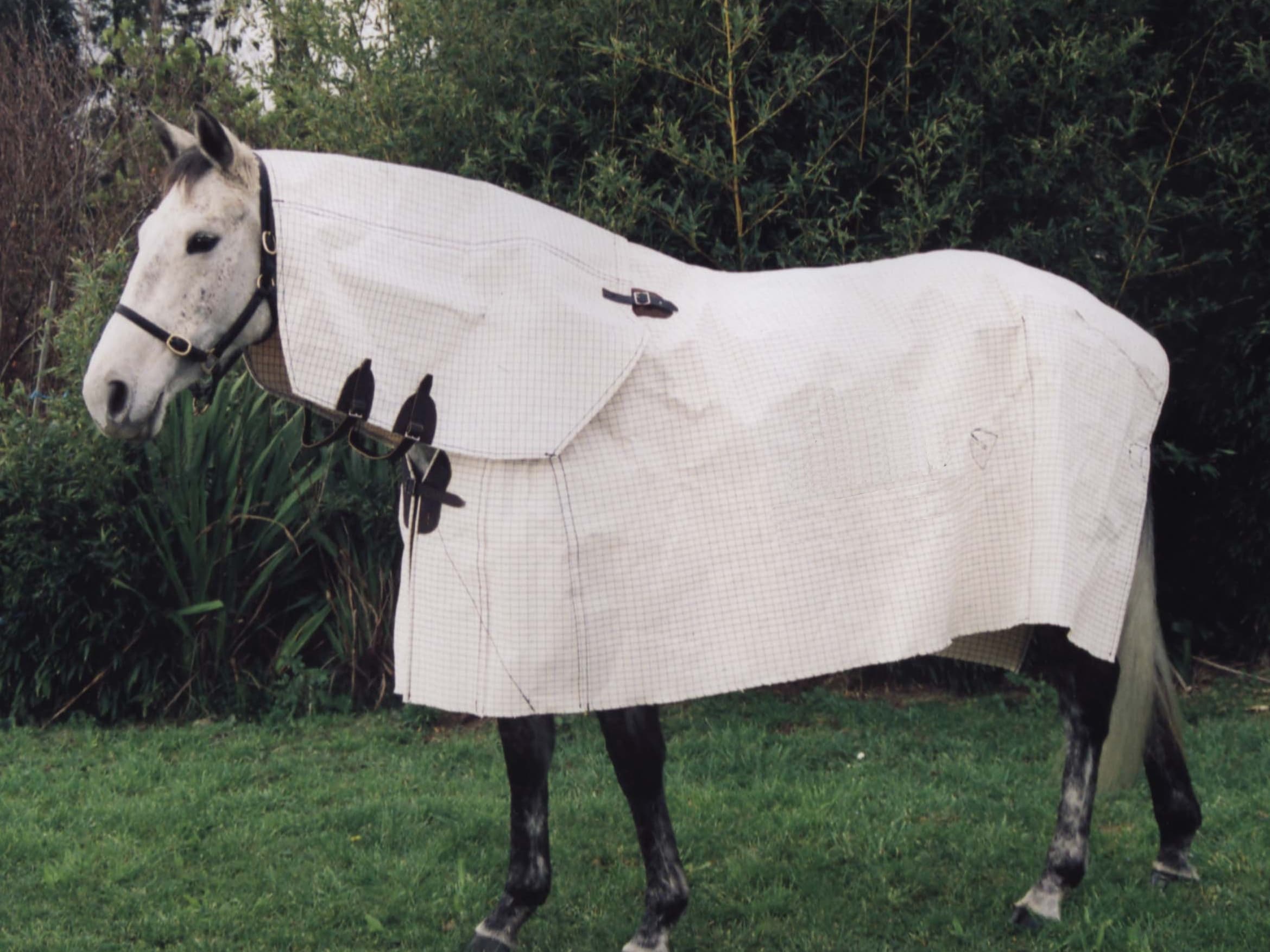 A horse in a field wearing a Robertson Canvas summer rug or sheet