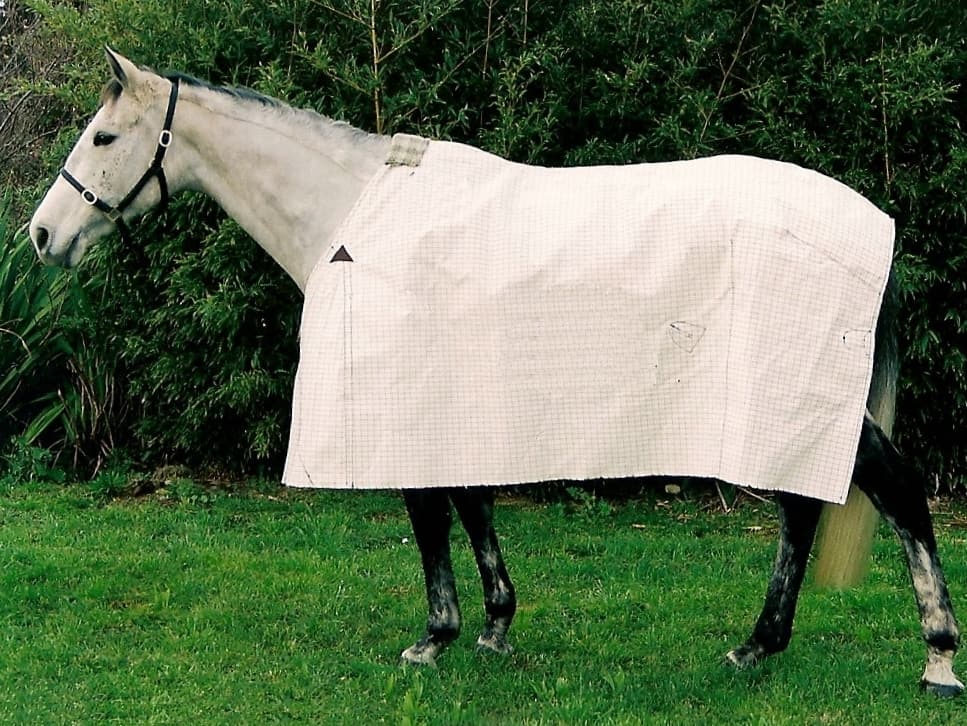 A horse wearing a summer sheet in a field