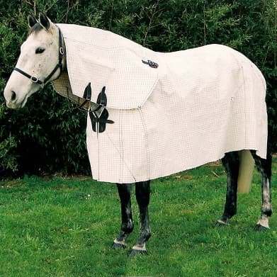 Image of a horse in a field wearing a Robertson Canvas summer sheet